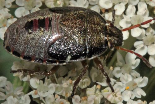 Réf. 325 833 : Piezodorus lituratus